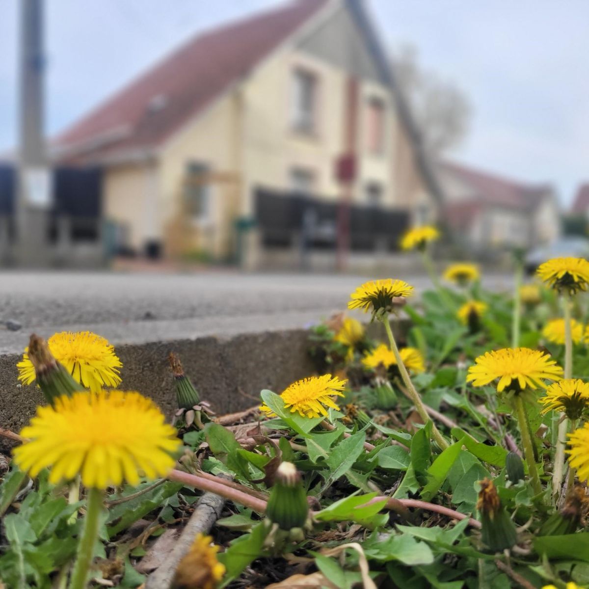 Balade et relevé de la faune et de la flore